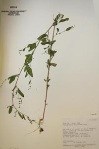 herbarium sheet of BRY 382854